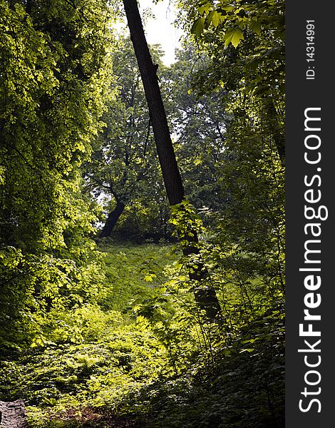 Summer in the hilly forest. Vertical composition. Summer in the hilly forest. Vertical composition.