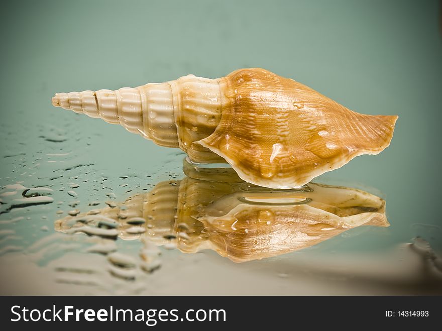 Brown seashell on glass and water