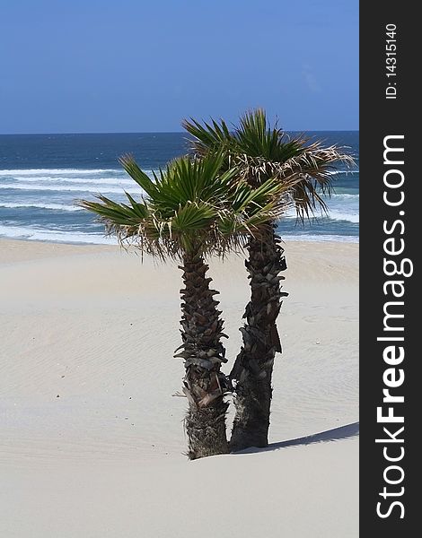 Two young palm trees on the sandy shore. Two young palm trees on the sandy shore