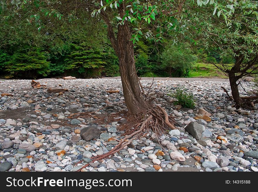Roots of a tree against a background of multicolored pebbles. Roots of a tree against a background of multicolored pebbles