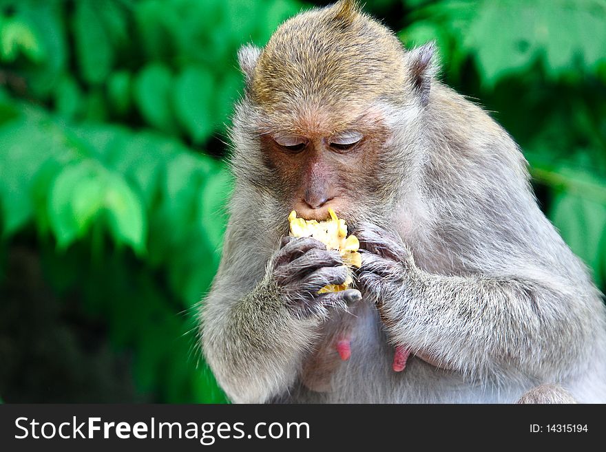 Monkey is eating corn that fed by travelers. Monkey is eating corn that fed by travelers