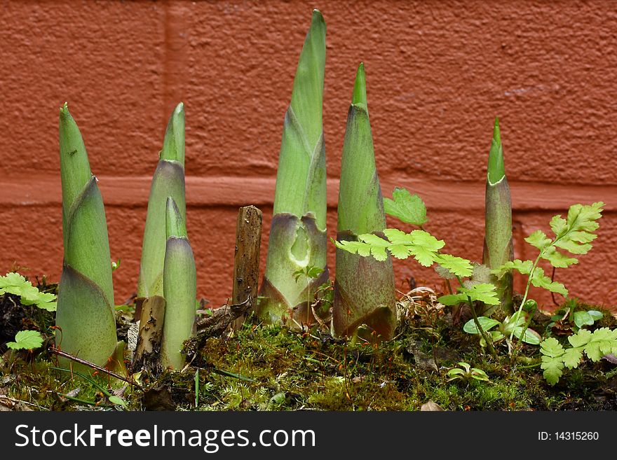 Hosta Plant