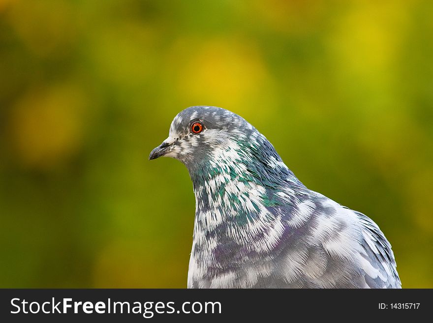 Pigeon on tree branch with leaves. Bird. Pigeon on tree branch with leaves. Bird.