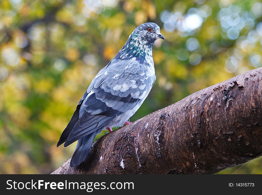 Pigeon on tree branch with leaves. Bird. Pigeon on tree branch with leaves. Bird.