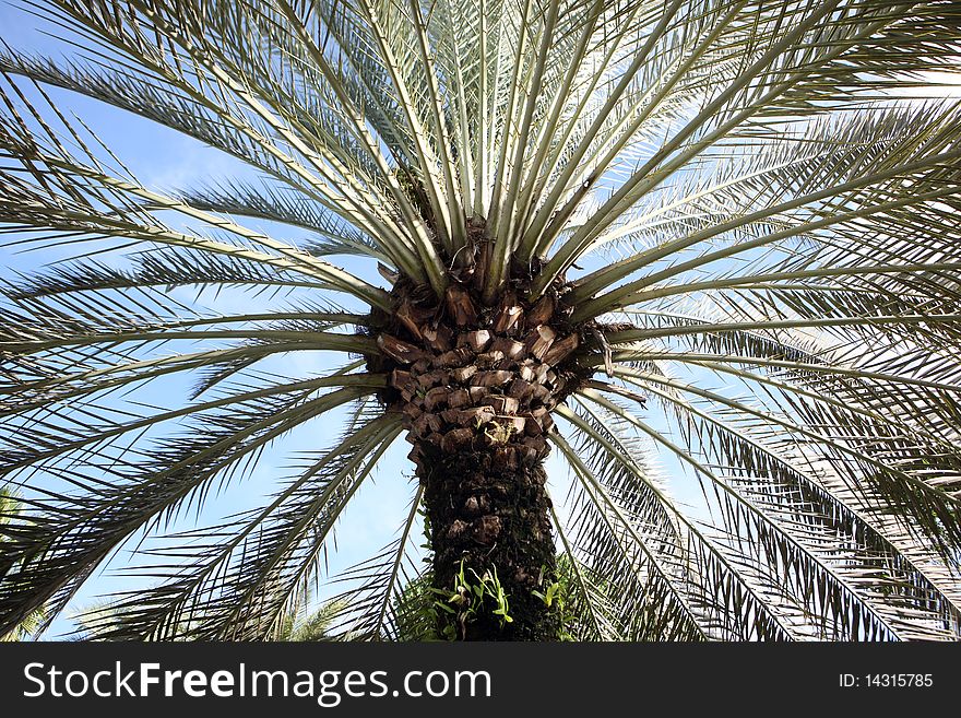 Close up of palm tree across blue sky
