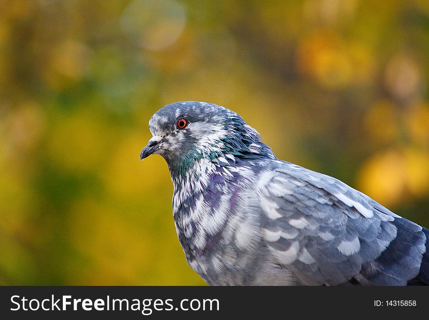 Pigeon on tree branch with leaves. Bird. Pigeon on tree branch with leaves. Bird.