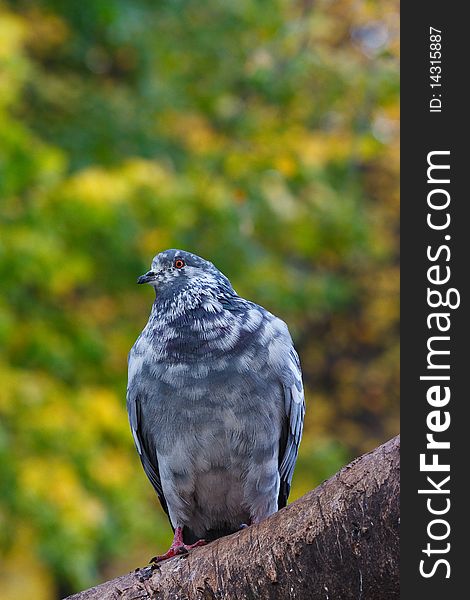 Pigeon on tree branch with leaves. Bird. Pigeon on tree branch with leaves. Bird.