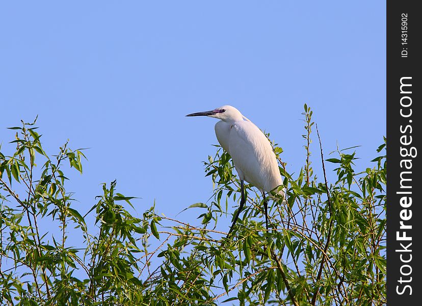 White Egret Egreta Garzeta
