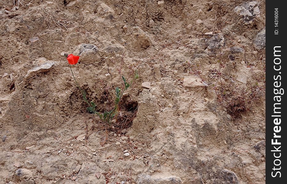 Lone Poppy On Stony Ground