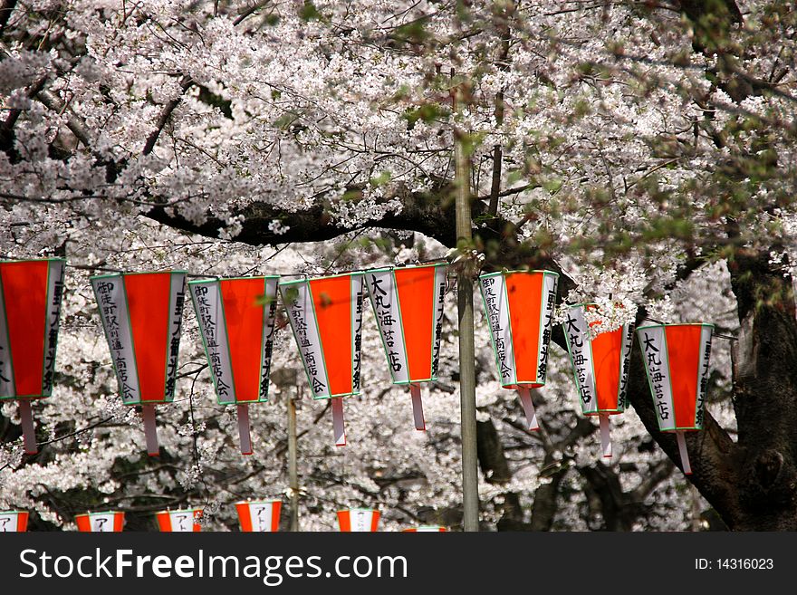 Cherry blossom, very famous in japan. Cherry blossom, very famous in japan