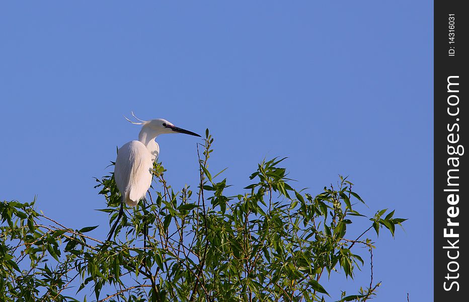 White Egret Egreta Garzetta Perching On Salix Tree