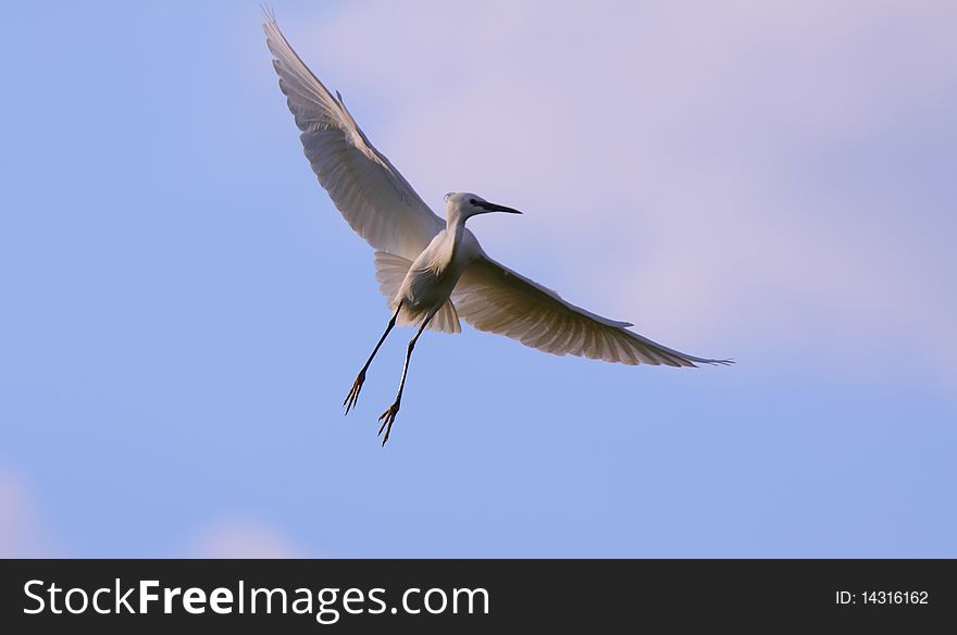 White egret egreta garzetta in flight in Eastern Europe bird sanctuary
