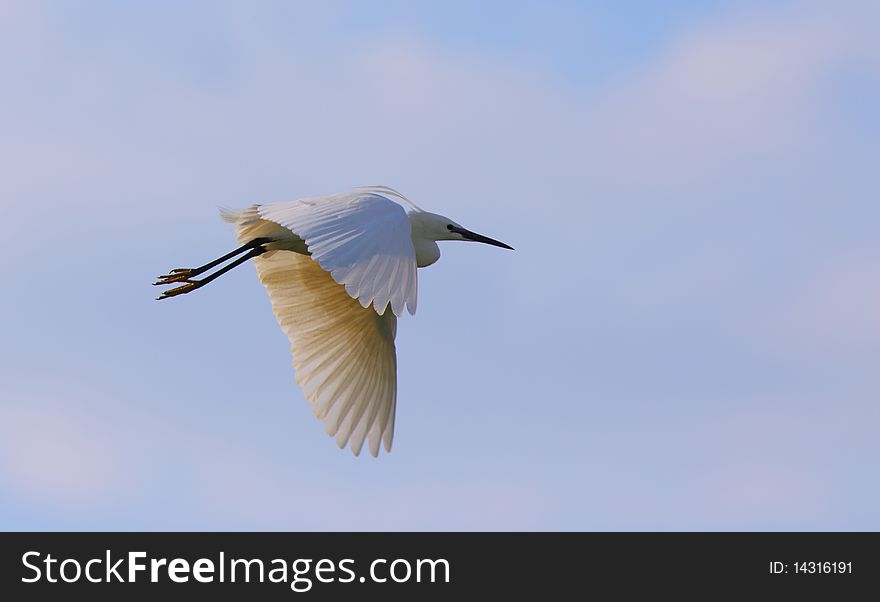 White egret egreta garzetta in flight