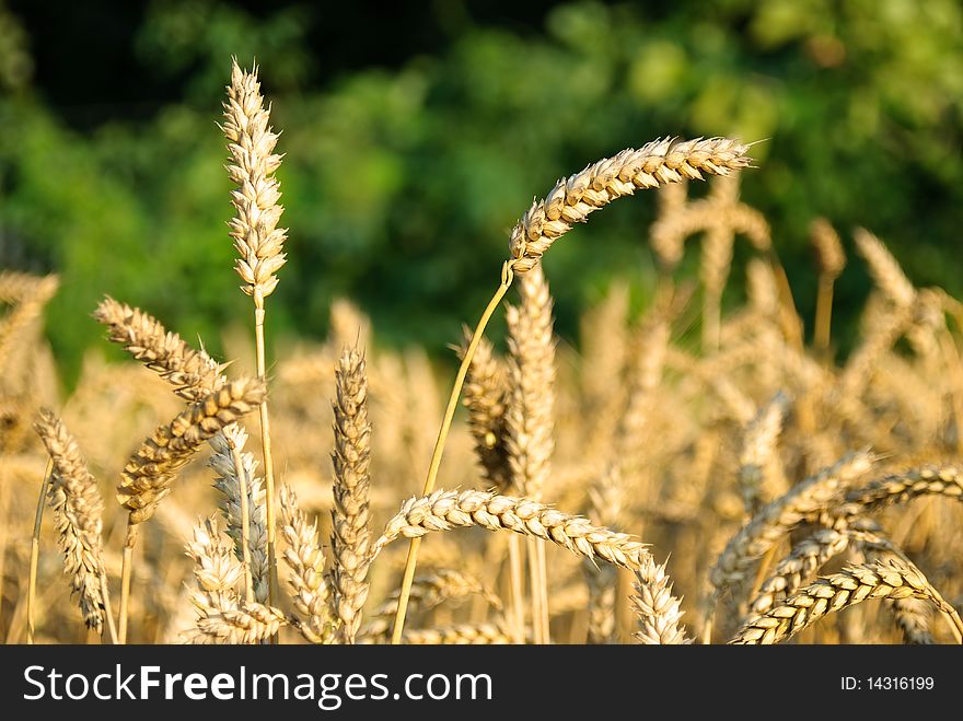 Natural background with golden wheat ready for harvest. Natural background with golden wheat ready for harvest.