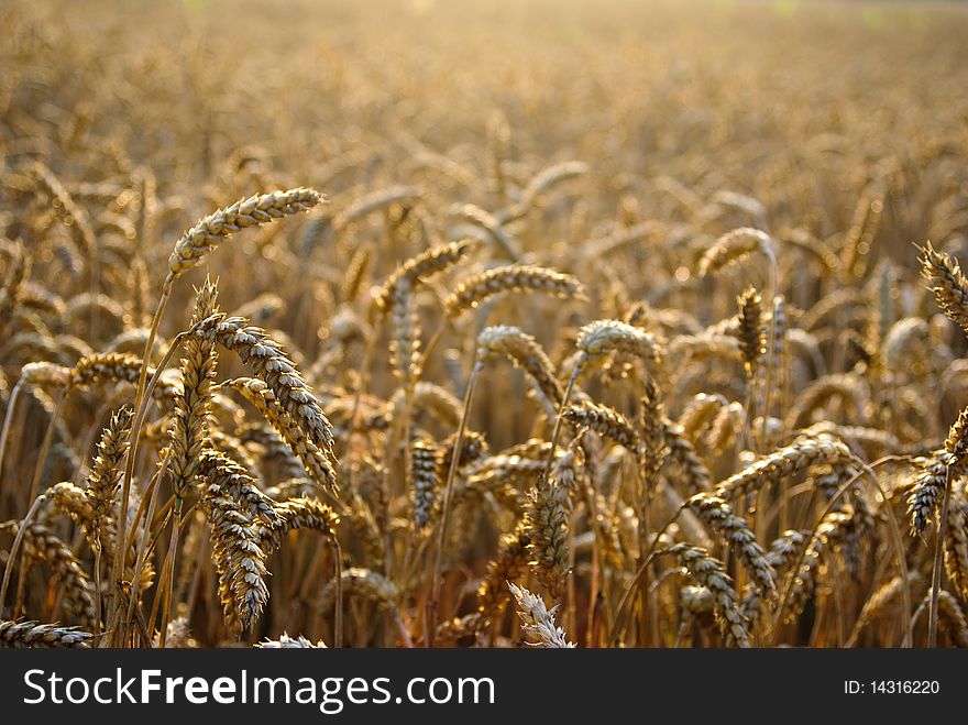 Natural background with golden wheat ready for harvest. Natural background with golden wheat ready for harvest.