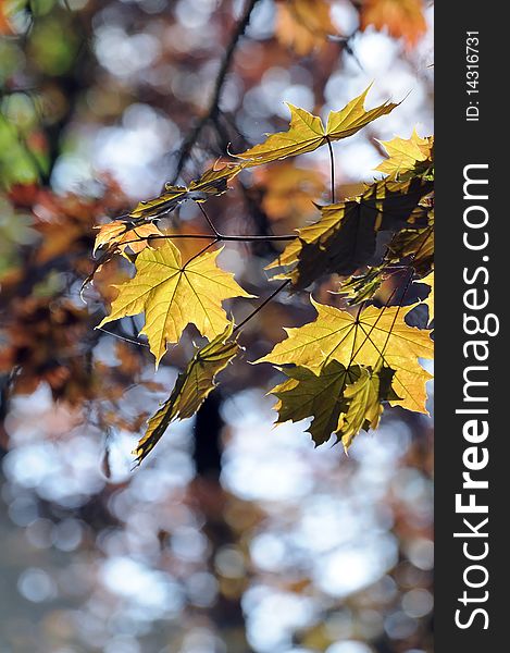 Leaves Of A Red Maple