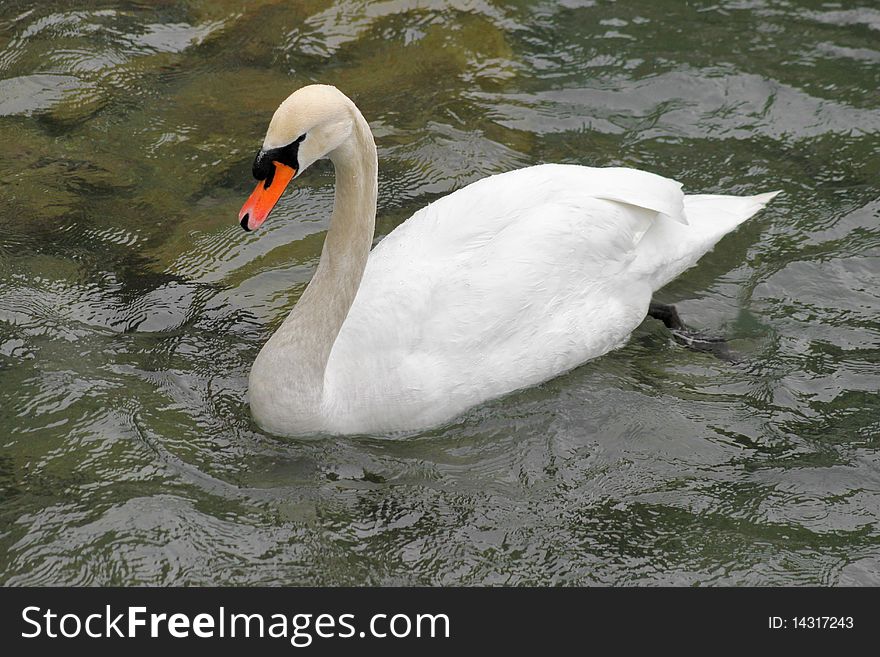 Swan_1