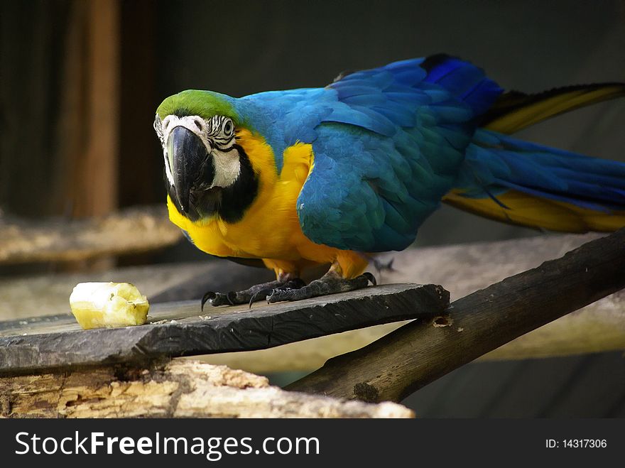 Parrot At Breakfast