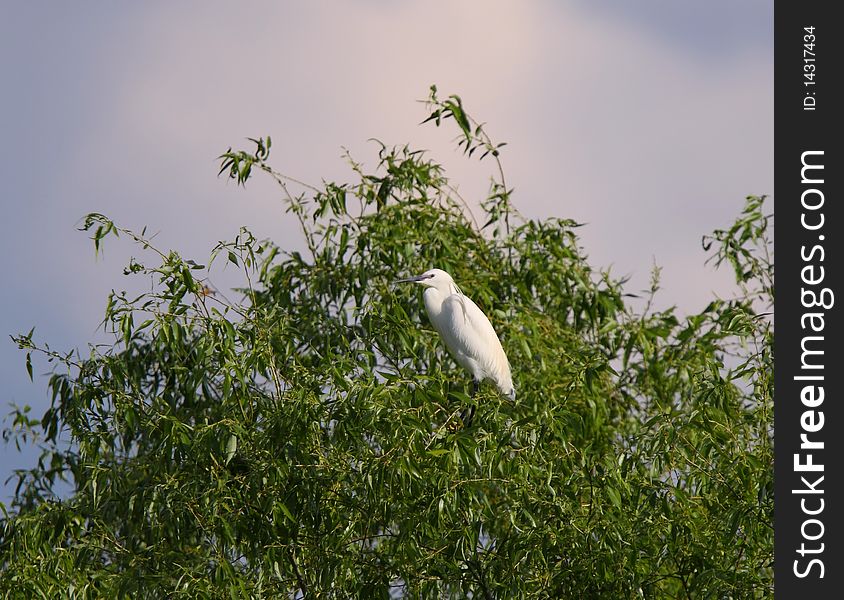 White egret egreta garzetta perching on salix tree in natural bird sanctuary