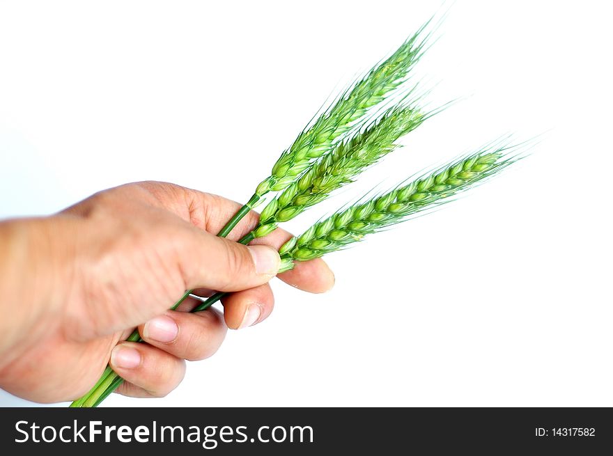 Green wheat ears in hand isolated on white background