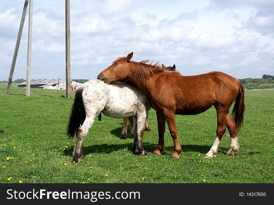 The mare and the horse caress each other in the pasture. The mare and the horse caress each other in the pasture