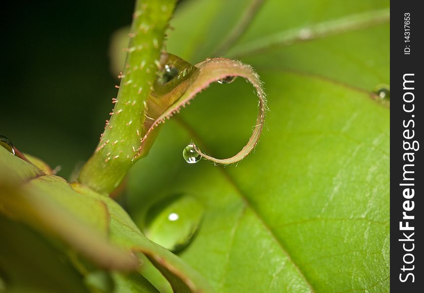 Macro photo with details of a water drops