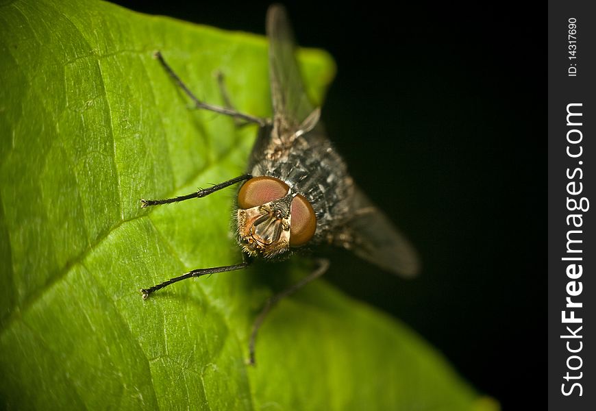 A fly who standing on a flower leaf to rest