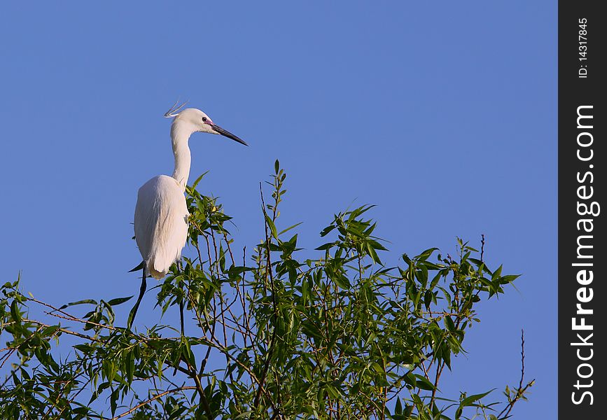 White egret egreta garzetta perching on salix tree in natural bird sanctuary