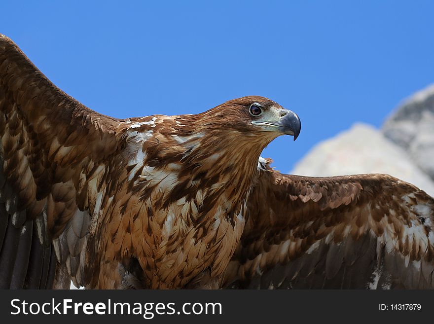 Portrait of beautiful eagle ready to take-off. Portrait of beautiful eagle ready to take-off