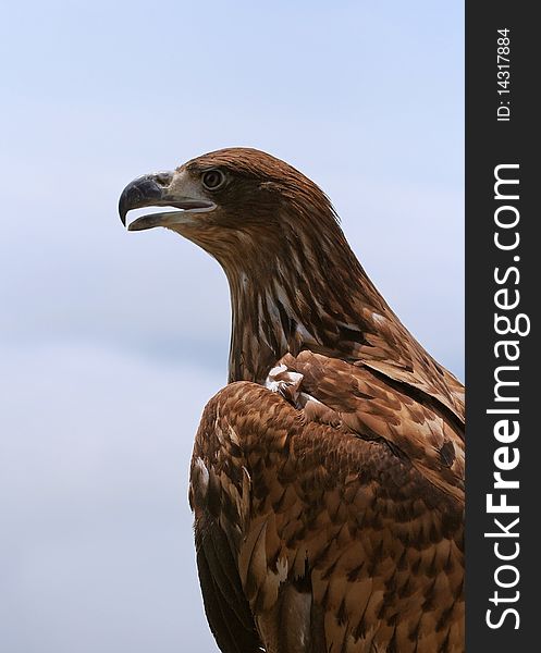 Profile portrait of beautiful eagle. Profile portrait of beautiful eagle