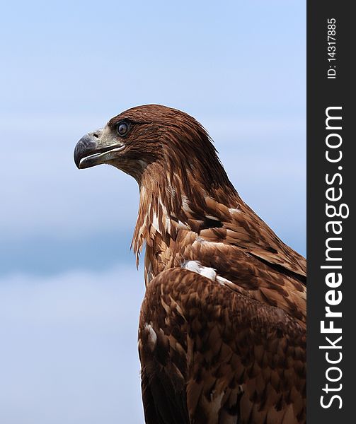 Profile portrait of beautiful eagle. Profile portrait of beautiful eagle