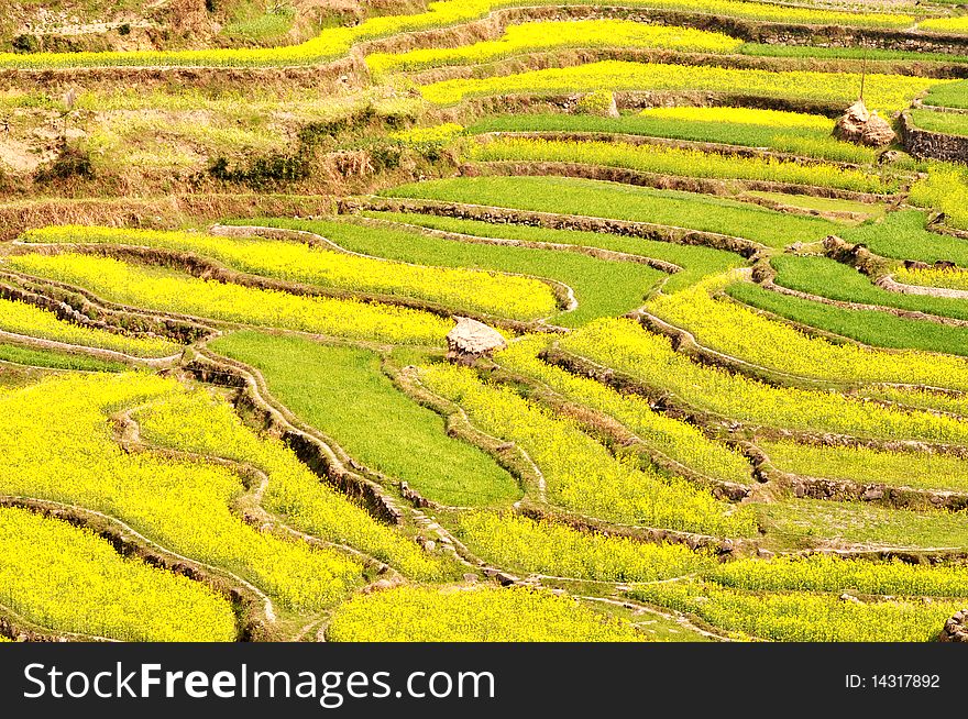 Rapeseed fields