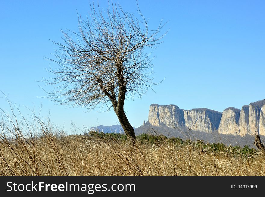 A tree on top of mountain