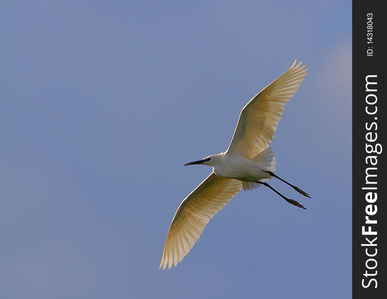 White Egret Egreta Garzetta In Flight