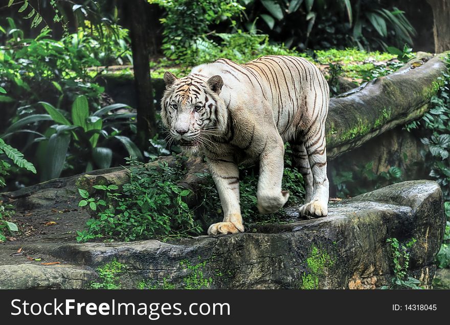 White Tiger, tiger enclosure Singapore Zoo.