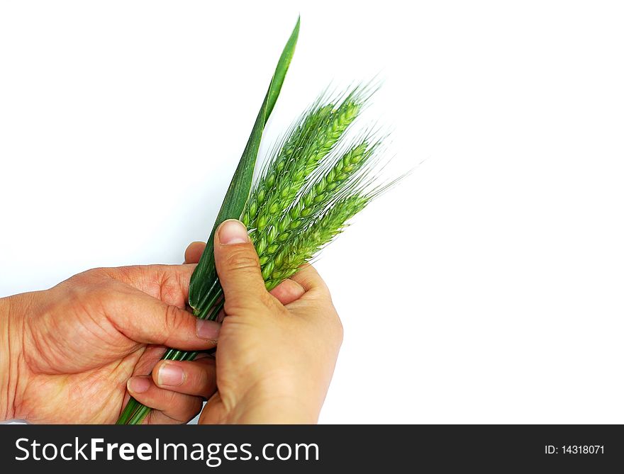 Fresh green wheat ears in hands