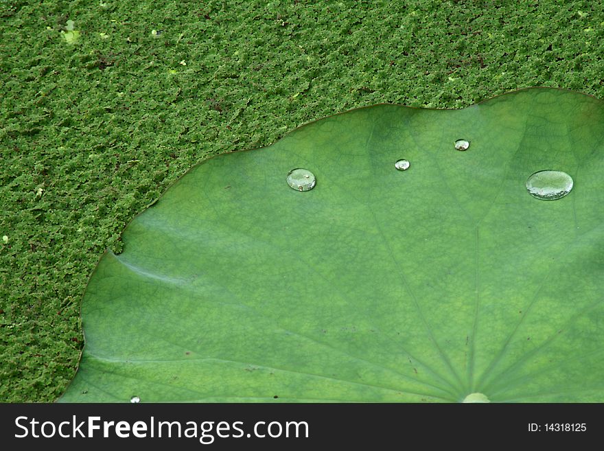Water drop on green lotus leaf. Water drop on green lotus leaf