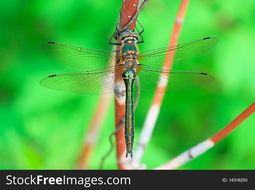 Dragonfly sitting on a branch