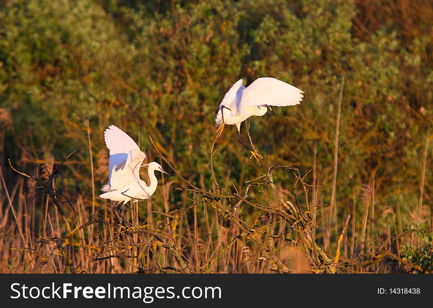 Great white egret egreta alba perching in salix trees in sunset light