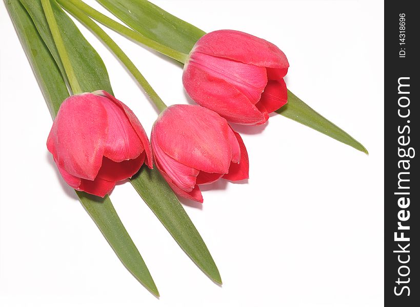Fotogorafiya of tulips on a white background