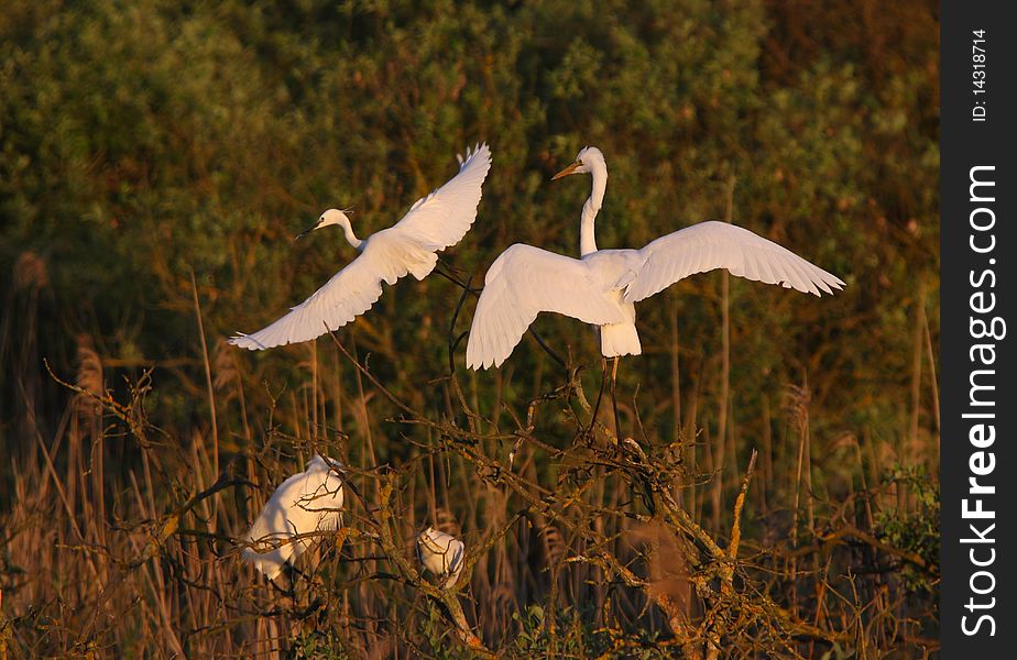 Great White Egret Egreta Alba Perching