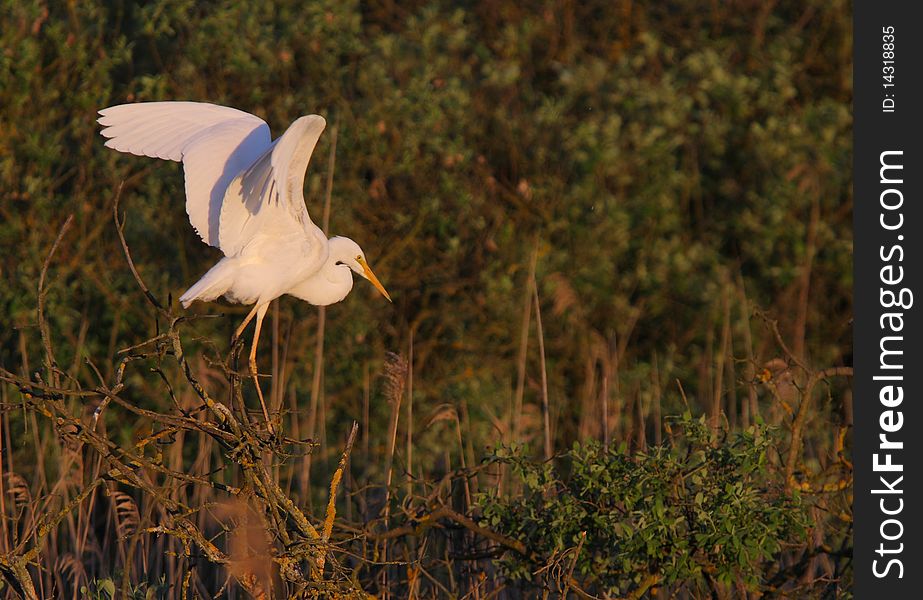 Great White Egret Egreta Alba Perching