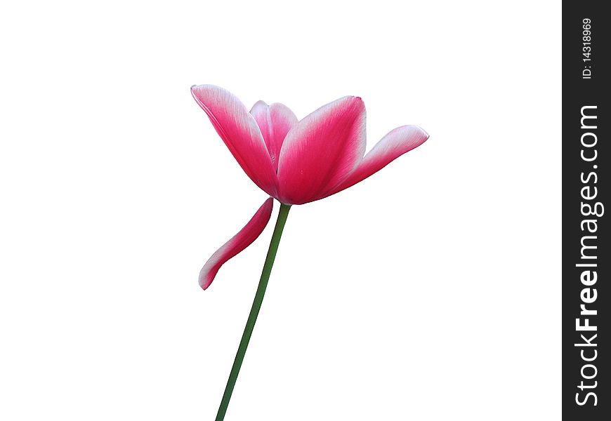 Tulip Flower slight pink with white edges. On a white background. Tulip Flower slight pink with white edges. On a white background.