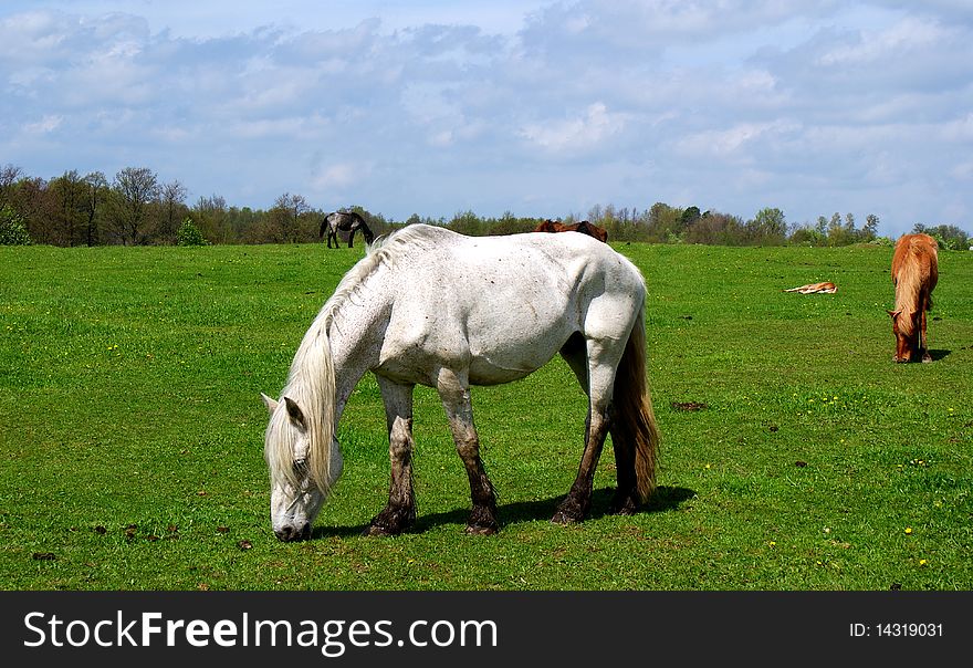 The white horse eats green grass in the pasture. The white horse eats green grass in the pasture