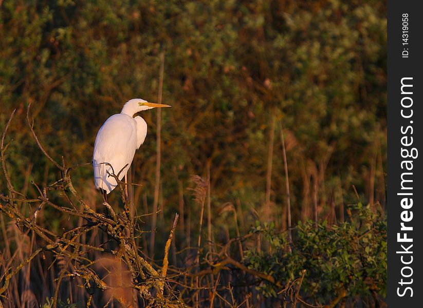 Great White Egret Egreta Alba Perching