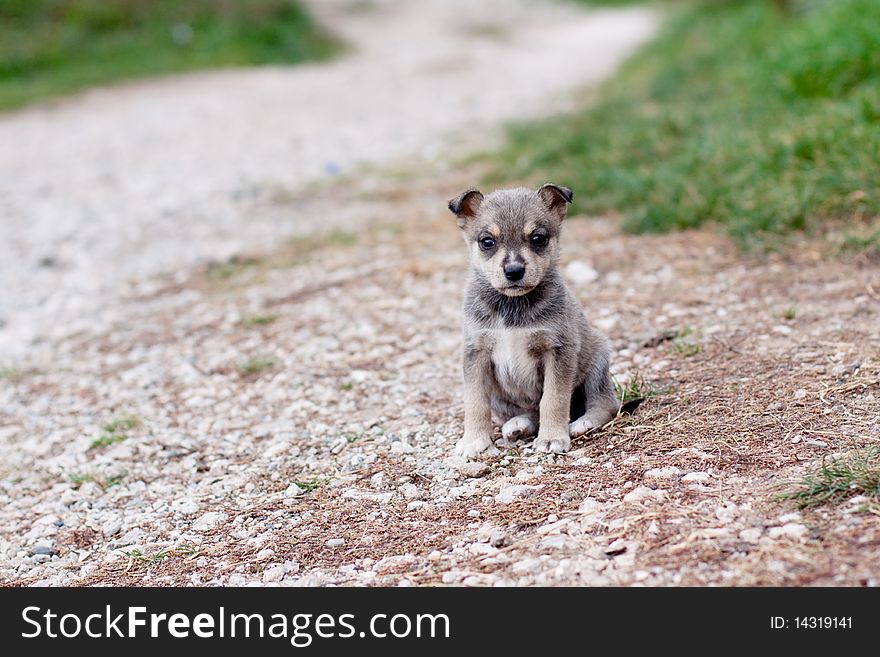 Pitiful grey puppy on road