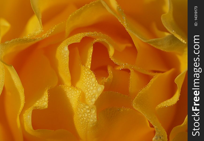 A rose taken in macro. Delicate, yellow and bursting with dew all over its petals. A rose taken in macro. Delicate, yellow and bursting with dew all over its petals.