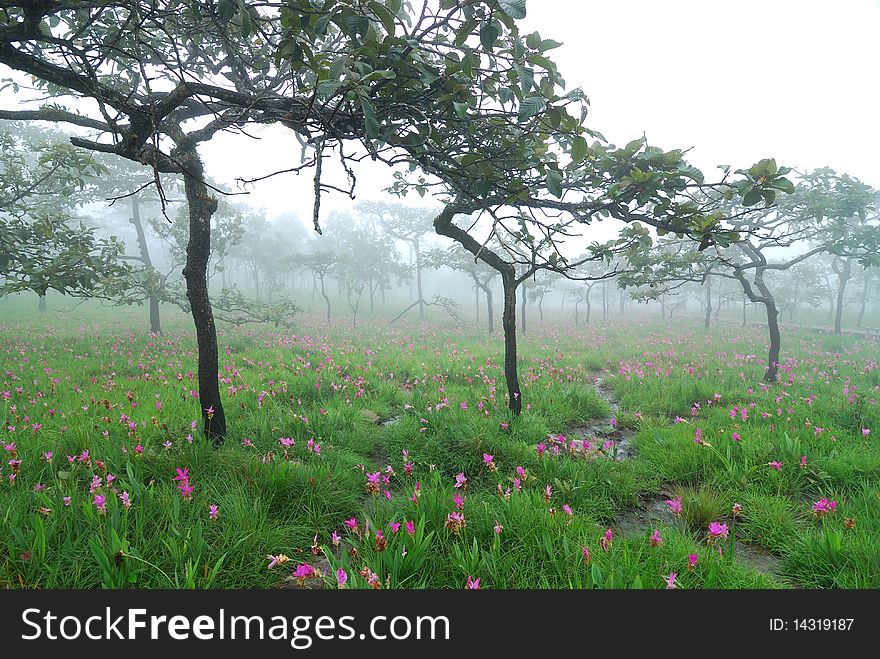 Image of field of siam tulip,Thailand.