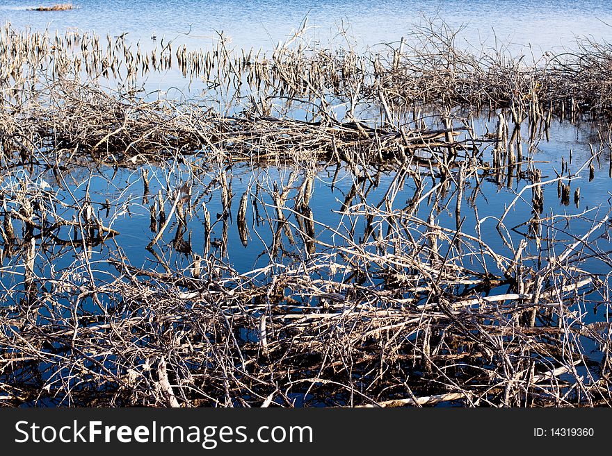 Many lifeless branches in blue water