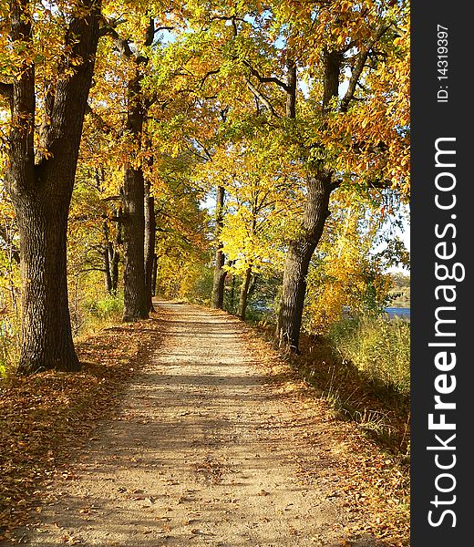 Dirt road beneath deciduous trees in autumn sunshine. Dirt road beneath deciduous trees in autumn sunshine
